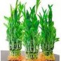 60 PCS Seeds New Fresh Indoor Bamboo