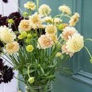 200 PCS Seeds New Fresh Scabiosa Flower Plantas Perennial