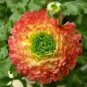200 PCS Seeds New Fresh Scabiosa Flower Plantas Perennial