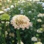 200 PCS Seeds New Fresh Scabiosa Flower Plantas Perennial