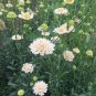 200 PCS Seeds New Fresh Scabiosa Flower Plantas Perennial