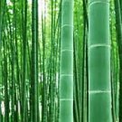 40 PCS Seeds Perennial Bamboo Plant Fresh Giant Mixed Moso Bambu Plant
