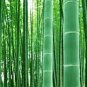 40 PCS Seeds Perennial Bamboo Plant Fresh Giant Mixed Moso Bambu Plant
