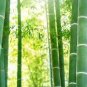 40 PCS Seeds Perennial Bamboo Plant Fresh Giant Mixed Moso Bambu Plant