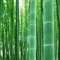 40 PCS Seeds Perennial Bamboo Plant Fresh Giant Mixed Moso Bambu Plant