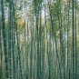 40 PCS Seeds Perennial Bamboo Plant Fresh Giant Mixed Moso Bambu Plant