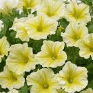 200 PCS Seeds Petunia Bonsai Four Seasons Can Be Planted Perennial Flowers