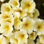 200 PCS Seeds Petunia Bonsai Four Seasons Can Be Planted Perennial Flowers