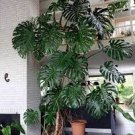 200 PCS Seeds Philodendron