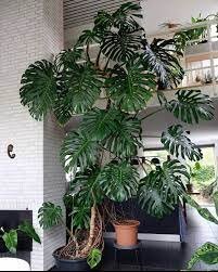 200 PCS Seeds Philodendron