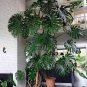 200 PCS Seeds Philodendron