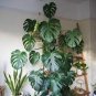 200 PCS Seeds Philodendron