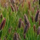 600 PCS Seeds Rabbit Tails Grass