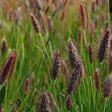 600 PCS Seeds Rabbit Tails Grass
