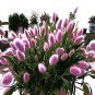 600 PCS Seeds Rabbit Tails Grass