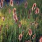 600 PCS Seeds Rabbit Tails Grass
