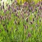 600 PCS Seeds Rabbit Tails Grass