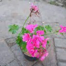 20 PCS Seeds Rare Centipede Coral Geranium Bonsai Garden