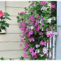 20 PCS Seeds Rare Centipede Coral Geranium Bonsai Garden