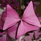 200 PCS Seeds Red Oxalis
