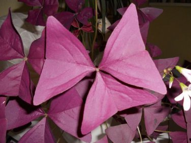 200 PCS Seeds Red Oxalis