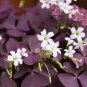 200 PCS Seeds Red Oxalis