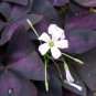 200 PCS Seeds Red Oxalis