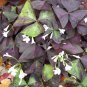 200 PCS Seeds Red Oxalis