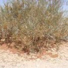 200 PCS Seeds Sand Calligonum Tree Semente