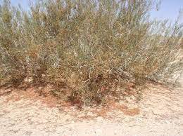 200 PCS Seeds Sand Calligonum Tree Semente