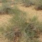 200 PCS Seeds Sand Calligonum Tree Semente
