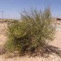 200 PCS Seeds Sand Calligonum Tree Semente
