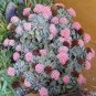 600 PCS Seeds Succulents Flower Plants Beautiful