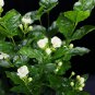 200 PCS Seeds Ageratum Conyzoides Bonsai Rare Beautiful Flower