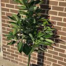 20 PCS Seeds Cinnamomum Kotoense