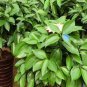 20 PCS Seeds Cinnamomum Kotoense