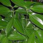 20 PCS Seeds Cinnamomum Kotoense