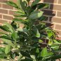 20 PCS Seeds Cinnamomum Kotoense