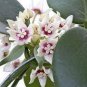 200 PCS Seeds Flower Bonsai Hoya Kerrii Bonsai (December Orchid) Family