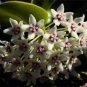 200 PCS Seeds Flower Bonsai Hoya Kerrii Bonsai (December Orchid) Family