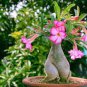200 PCS Seeds Fresh Real Adenium oleifolium