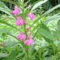200 PCS Seeds Garden Dwarf Balsam Pretty Double Impatiens Flower