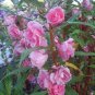 200 PCS Seeds Garden Dwarf Balsam Pretty Double Impatiens Flower