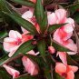 200 PCS Seeds Garden Dwarf Balsam Pretty Double Impatiens Flower
