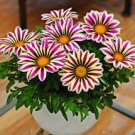 200 PCS Seeds Gazania Bonsai Multicolor Mixed Plant Beautiful Gazania Flower Garden