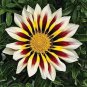 200 PCS Seeds Gazania Bonsai Multicolor Mixed Plant Beautiful Gazania Flower Garden