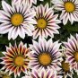 200 PCS Seeds Gazania Bonsai Multicolor Mixed Plant Beautiful Gazania Flower Garden