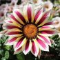 200 PCS Seeds Gazania Bonsai Multicolor Mixed Plant Beautiful Gazania Flower Garden