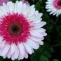 400 PCS Seeds Gerbera Daisy Hybrids Mix Flower Plantas