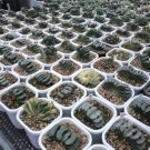 2 PCS Seeds Haworthia truncata Seed New Colorful Succulent Plant 2 PCS Seeds Haworthia truncata Seed New Colorful Succulent Plant